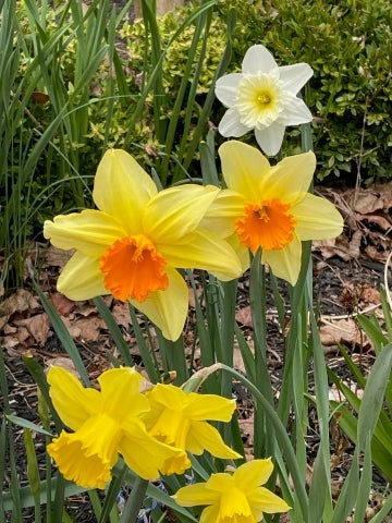 Narcissus spp. at the Morris Arboretum