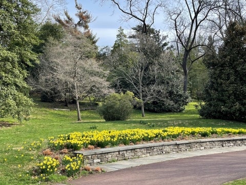 Narcissus spp. at the Morris Arboretum
