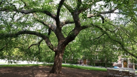 Penn’s ‘Quad’ Elm had a beautiful, spreading crown under which many students enjoyed its relaxing shade.
