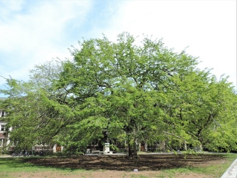 The ‘Quad’ Elm in May 2015