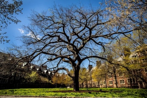The ‘Quad’ Elm in early spring before leaf-out, 2021. Photo via Eric Sucar, Penn Communications.