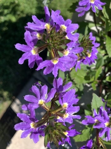 Scaevola aemula showing split purple corolla tubes, each with five petals that give a “left-handed” appearance.