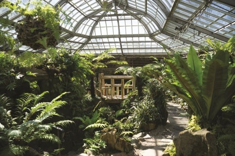 The inside of a fernery greenhouse with a glass ceiling, wooden bridge, and lots of green ferns. 
