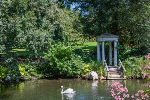 A swan swims in a pond surrounded by green foliage and pink flowers, with a small white gazebo in the background.