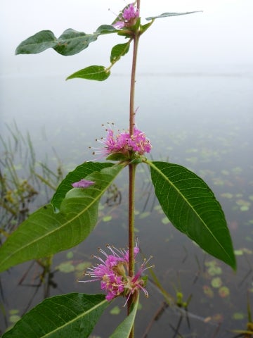A tall plant with large green leaves and pink flowers in a body of water. 