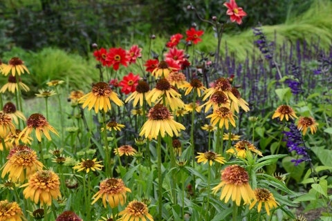 A close-up of yellow, red, and purple flowers in bloom. 