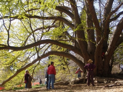 A group of people stand underneath a large katsura-tree