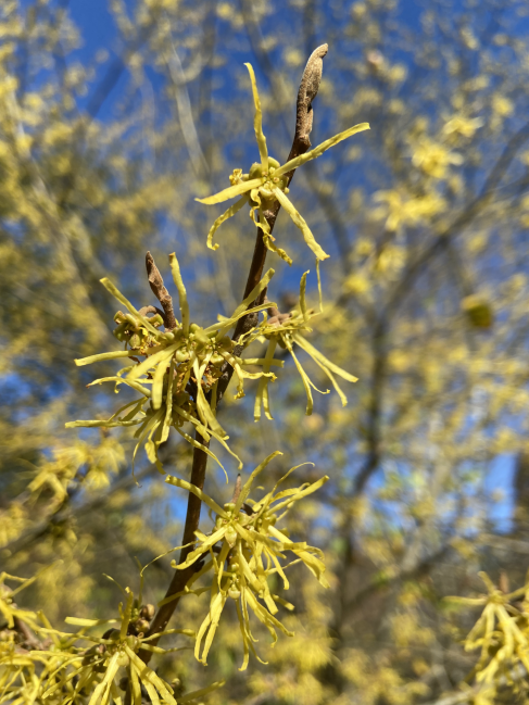 American witchhazel Hamamelis virginiana