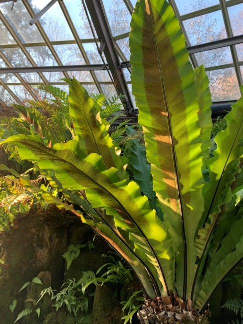 Asplenium australasicum (bird's nest fern)