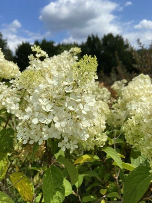 BOBO panicle hydrangea (Hydrangea paniculata ‘Ilvobo’)