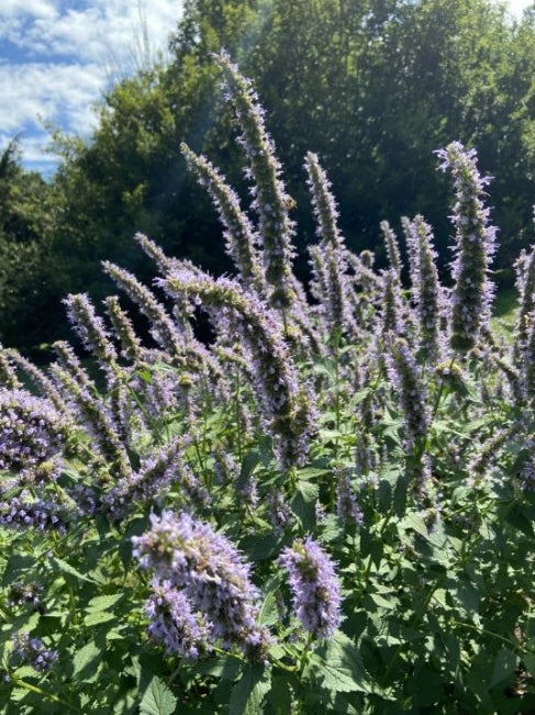 Blue Boa giant hyssop (Agastache ‘Blue Boa’)