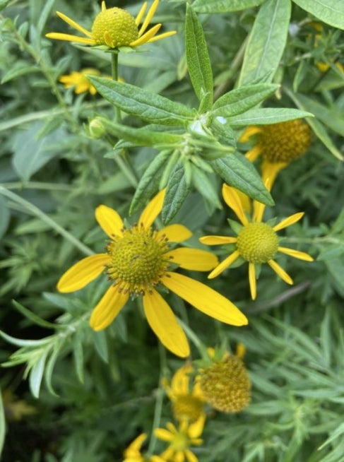 Cutleaf coneflower (Rudbeckia laciniata)