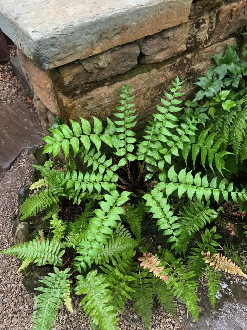 Cyrtomium falcatum (Japanese holly fern)