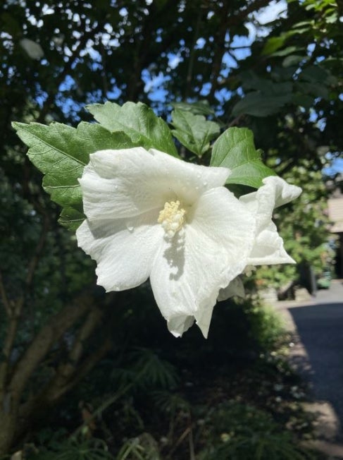 Diana rose-of-Sharon (Hibiscus syriacus ‘Diana’)