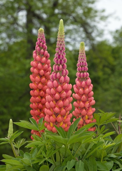 Three tall coral-colored flowers with dense whorls of blooms and green foliage.