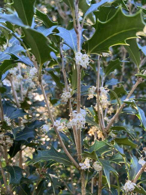 False holly Osmanthus heterophyllus