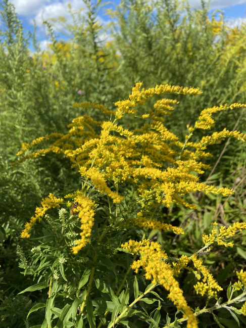 Goldenrod Solidago canadensis Solidago gigantea