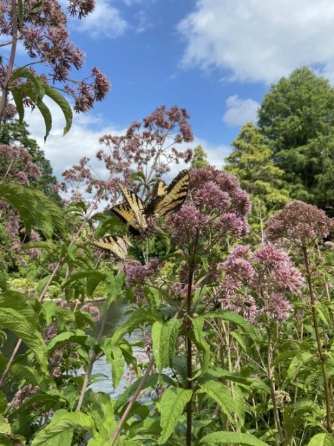 Hollow Joe-Pye weed (Eutrochium fistulosum)