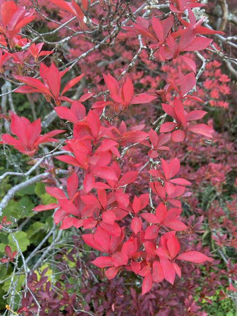 J.L. Pennock white enkianthus Enkianthus perulatus ‘J.L. Pennock’