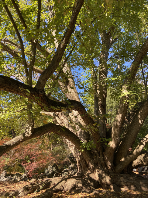 Katsura-tree Cercidiphyllum japonicum