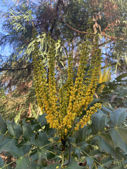 Lionel Fortescue mahonia Mahonia x media ‘Lionel Fortescue’