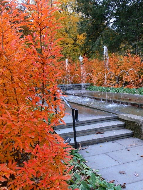 Orange-leaved spicebush surrounds a long fountain in fall. 