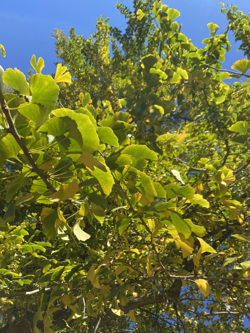 Maidenhair-tree Ginkgo biloba