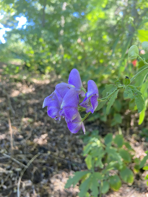 Monkshood Aconitum sinomontanum