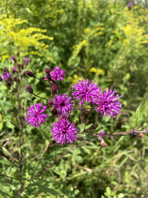 New York ironweed Vernonia noveboracensis