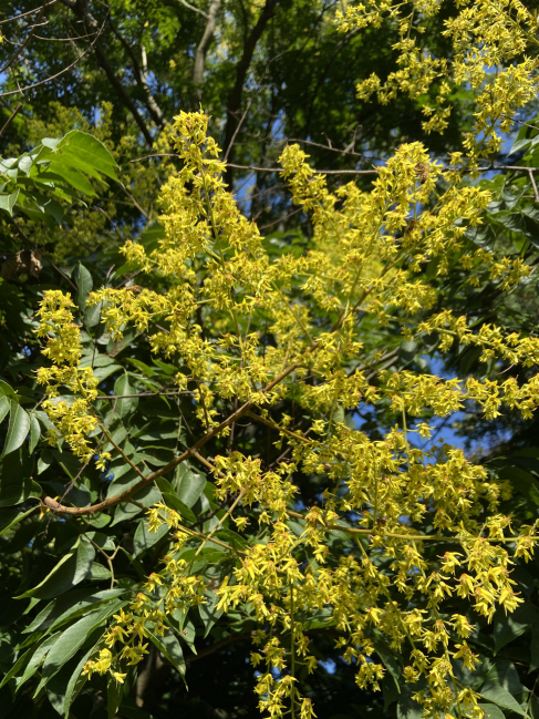 Bougainvillea golden-rain-tree Koelreuteria bipinnata