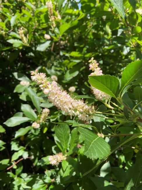 Pink summersweet clethra (Clethra alnifolia ‘Rosea’)