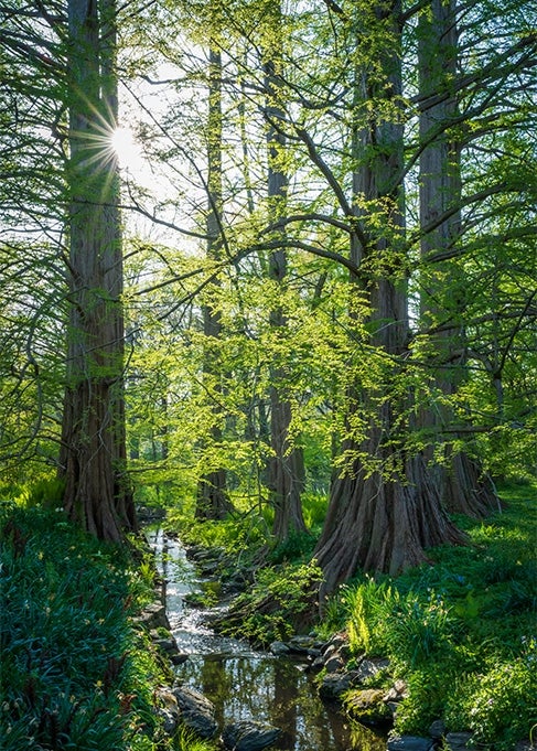 Tall dawn-redwood trees in spring lining a stream. 