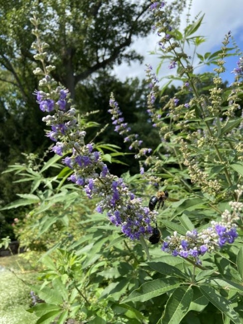 Shoal Creek chastetree (Vitex agnus-castus ‘Shoal Creek’)