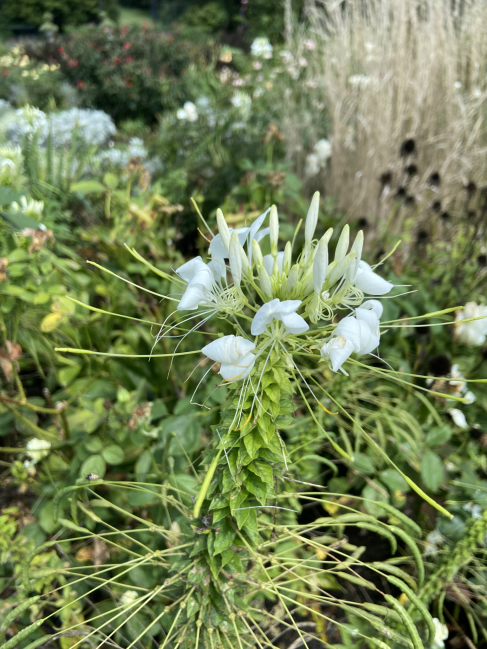 Spider flower Cleome spp