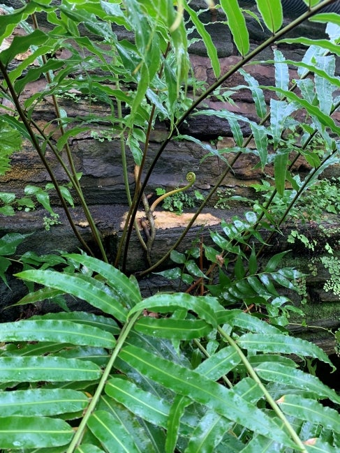 Stenochlaena palustris