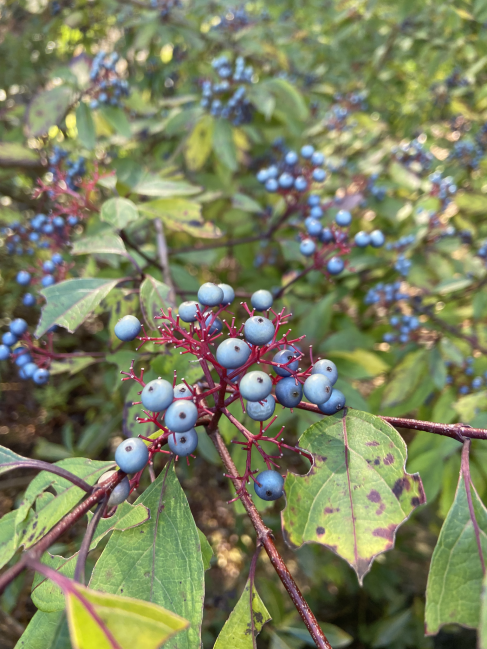 Stiff dogwood Cornus foemina