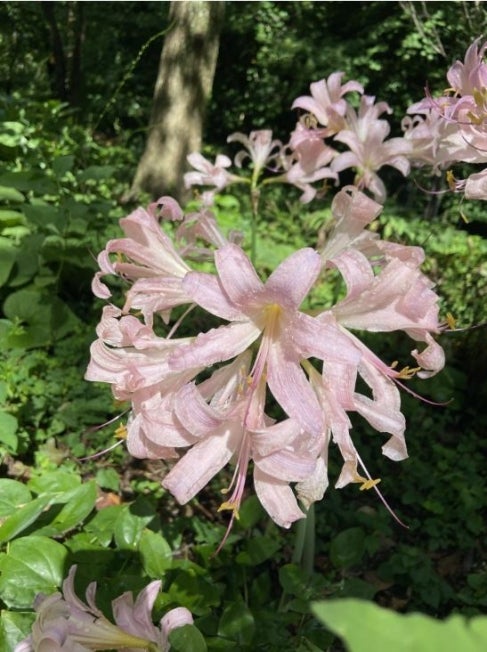 Surprise lily (Lycoris squamigera)