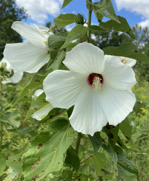 Swamp rose mallow Hibiscus moscheutos