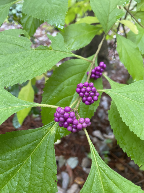 American beautyberry Callicarpa americana