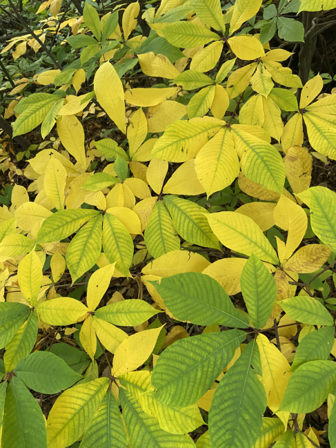 Bottlebrush buckeye Aesculus parviflora