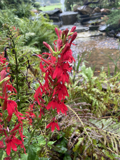 Cardinal flower Lobelia cardinalis