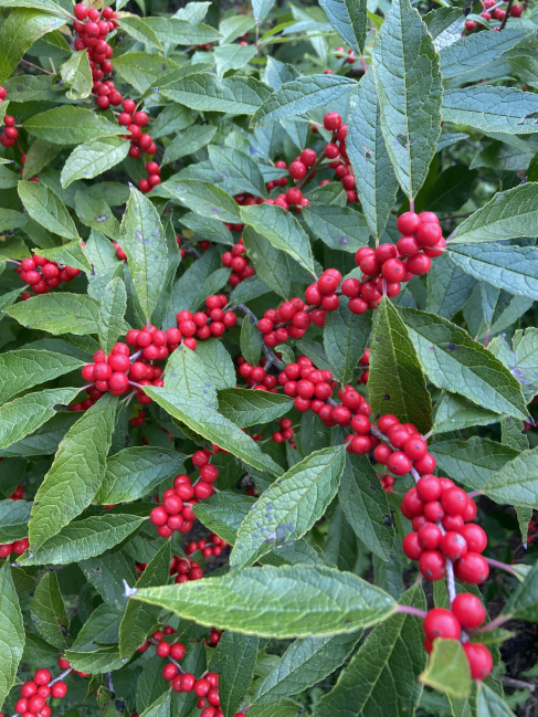 Common winterberry Ilex verticillata