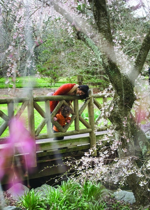 A woman and small child peer over a bridge into a creek surrounded by pink cherry blossom trees in bloom. 