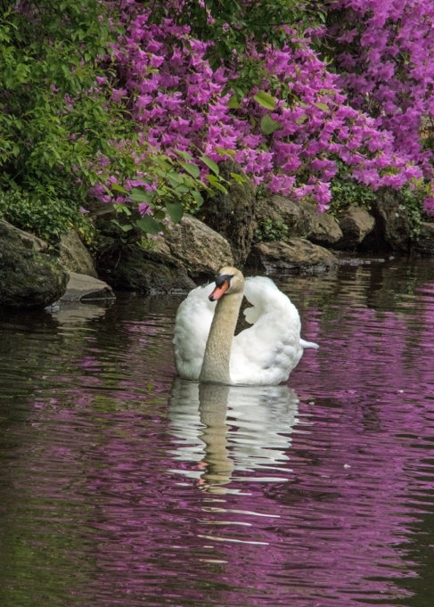 A swan swimming in pond with magenta azalea blossoms in the background. 