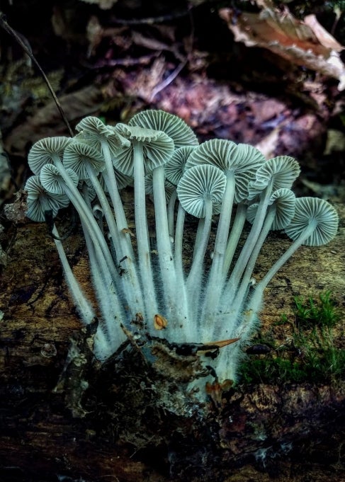 Light green mushrooms grow upwards in a large cluster. 