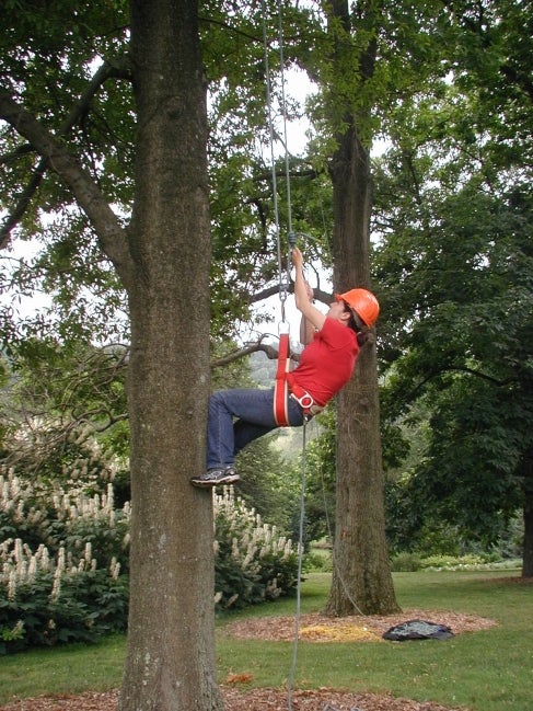 A man wearing a hardhat climbs a tree using ropes. 