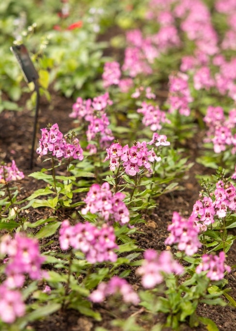 Small pink flowers planted in rows.