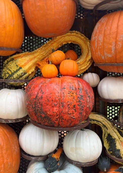 An array of pumpkins. 