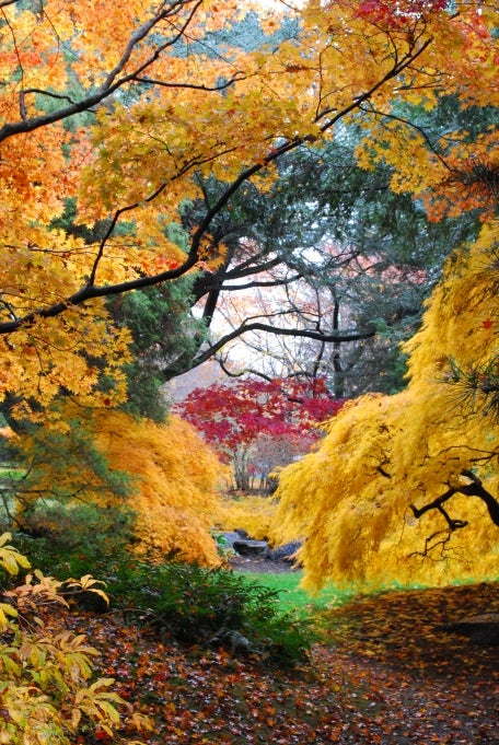 A fall scene of Japanese maples trees with vibrant orange, yellow, and red foliage. 
