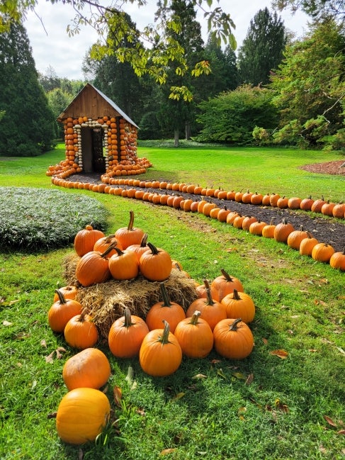 A small cottage covered in pumpkins with a trail lined with pumpkins leading up to it. 